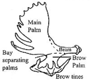 Moose Antler Anatomy