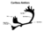 Caribou Antler Anatomy